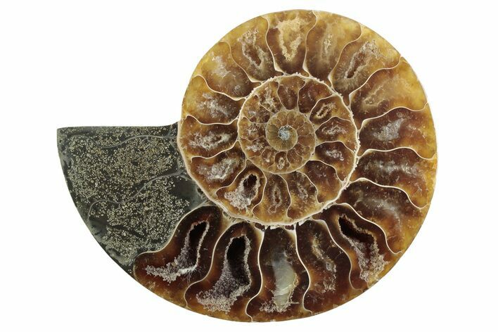 Cut & Polished Ammonite Fossil (Half) - Madagascar #364899